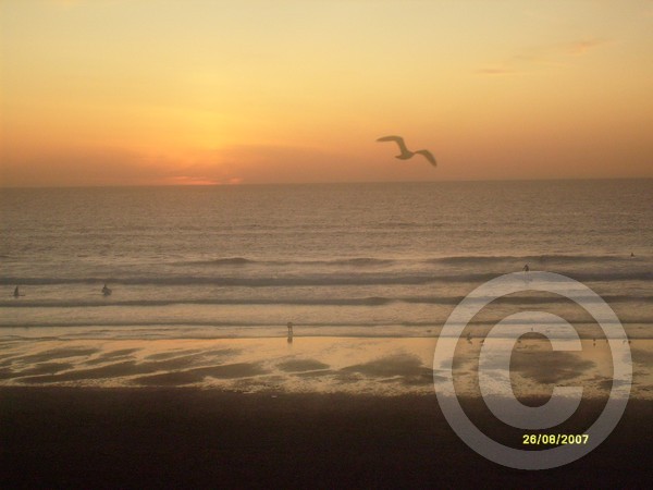 seabird