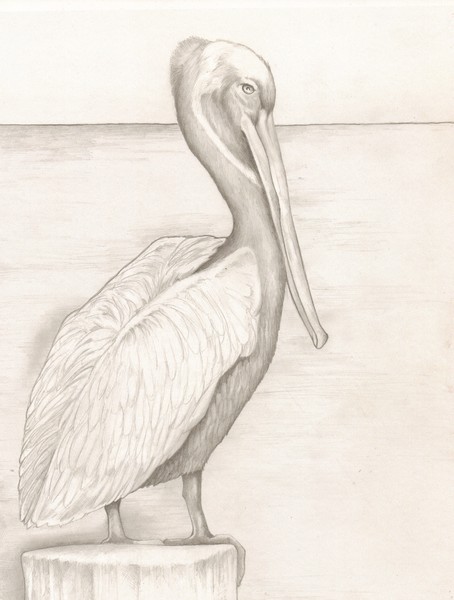 Pelican