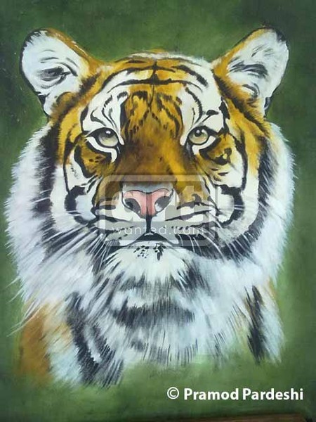 Tiger Face