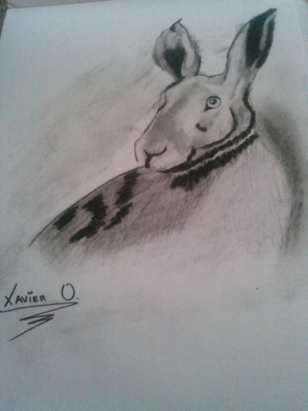 rabbit