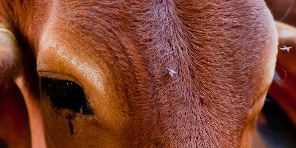 Cow with closeup of flies; Jaisalmer Fort