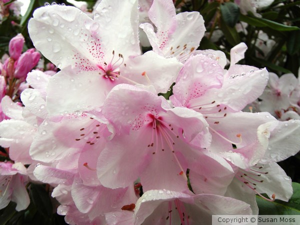 Pink Rhododendron Flowers