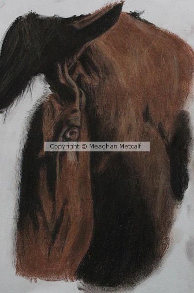 Horse Head