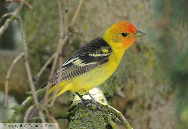 Western Tanager
