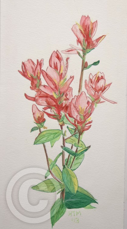 Indian Paintbrush
