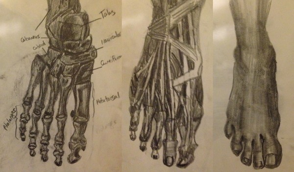 Anatomy Study - Foot