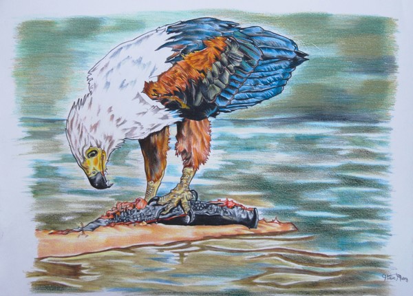 fish eagle