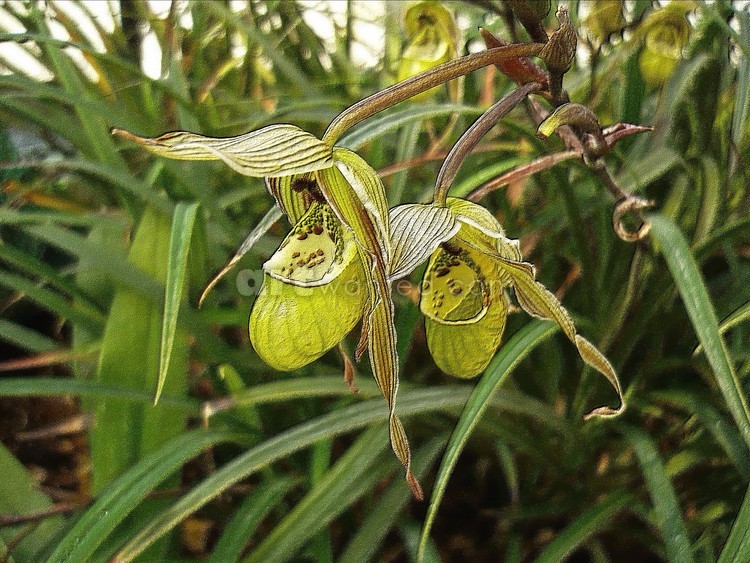 Venus slipper orchid