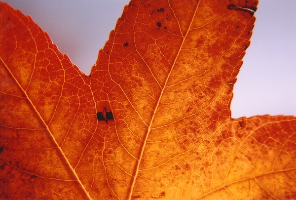 Last Leaf
