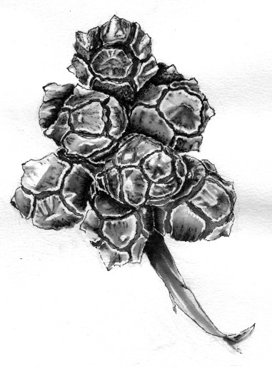 Cypress Seedpods Drawing