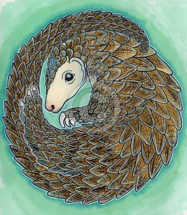 pangolin