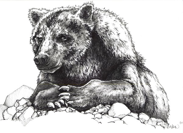 Bear stare