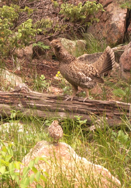 Mama Grouse and one of her babies