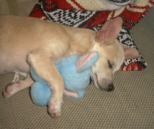 Bugsy and his favorite toy