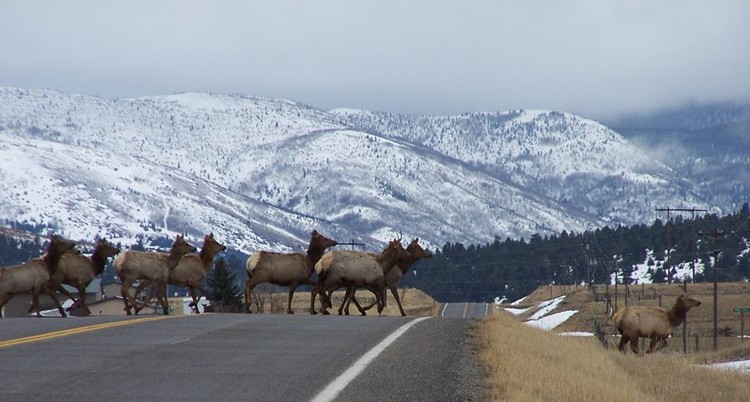 Traffic in Montana