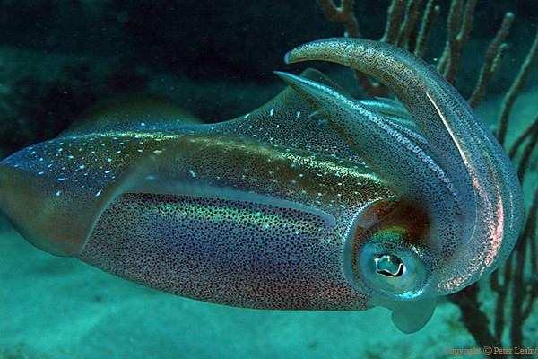 Caribbean Reef Squid