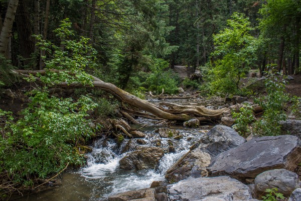 Forest Bridge