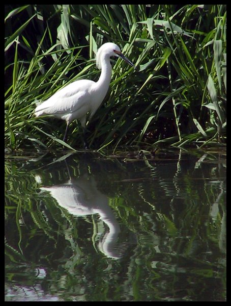 Snowy Egret