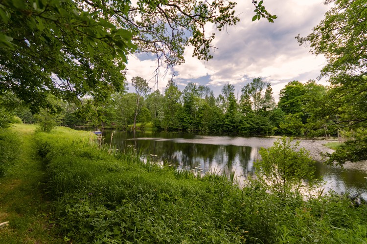 Lake in forest
