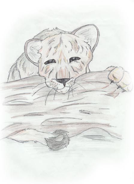 Lion Cub