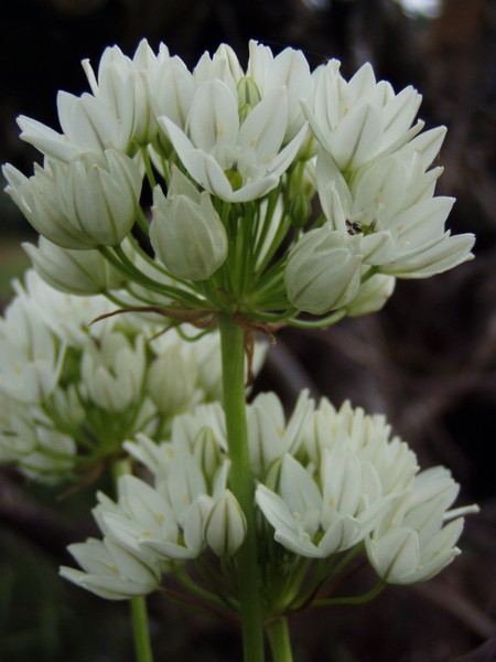 White Brodeia