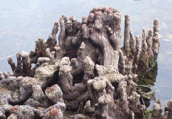 weird roots