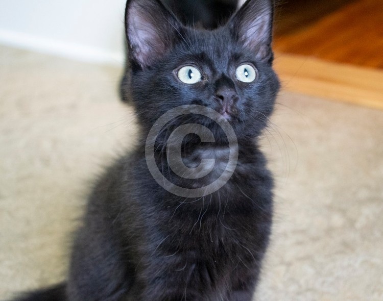 black kitten