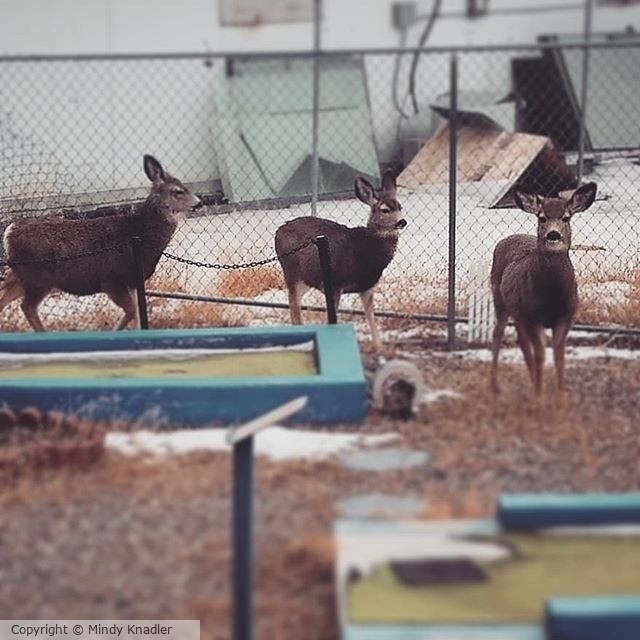 deer