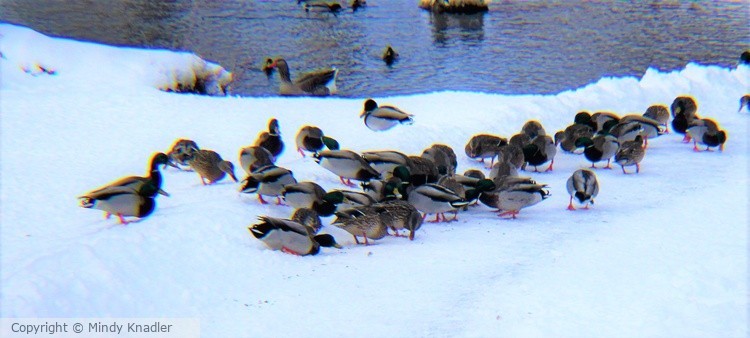 Ducks