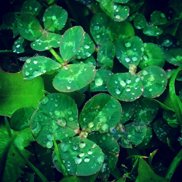 Rain drops