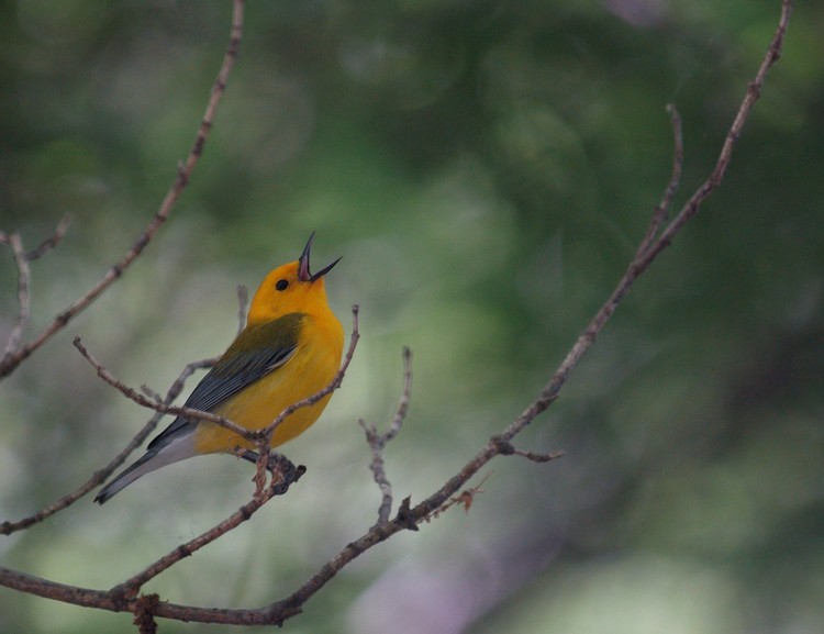 Prothonotary at Magee Marsh