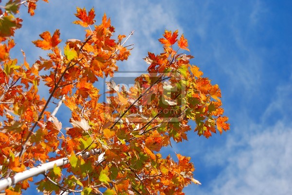 Changing Seasons