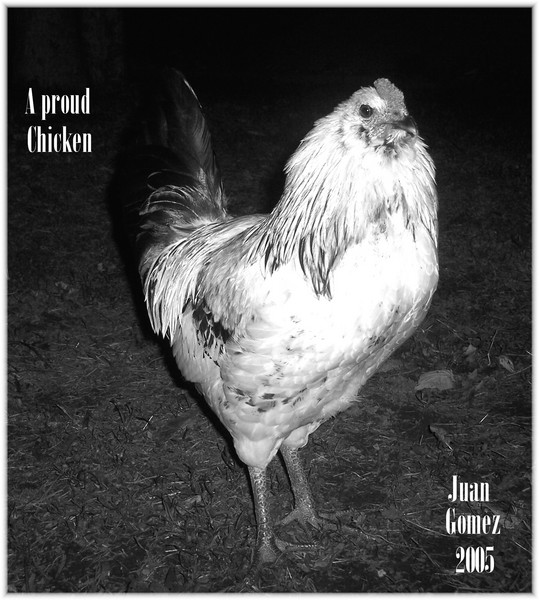 A Proud Chicken