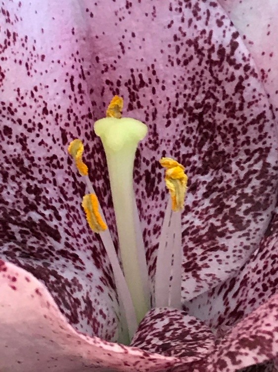 Flor 2