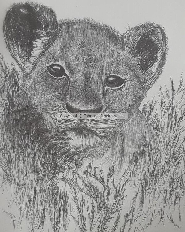 Lion cub