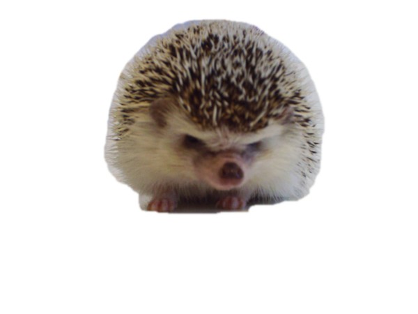 Prickleball the Hedgehog 3