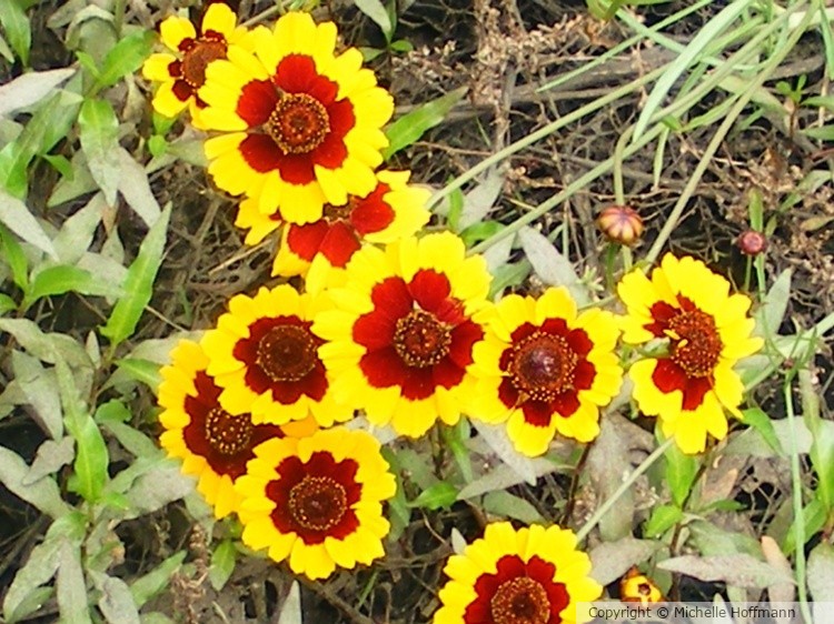 Yellow & Red Flowers