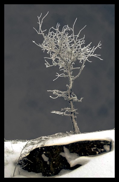 Winter Tree
