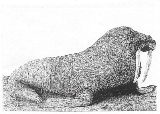 The Walrus