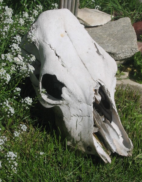 Skull and flowers