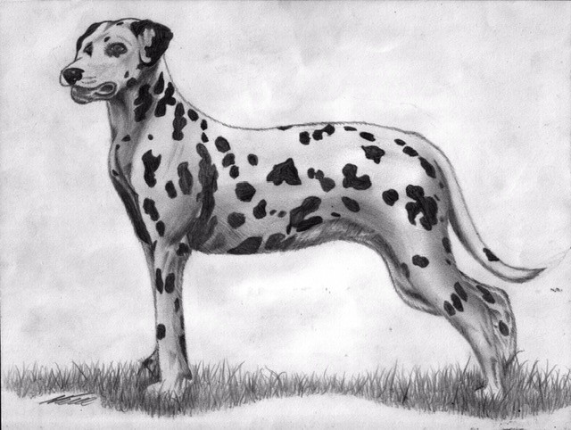 Dalmation portrait