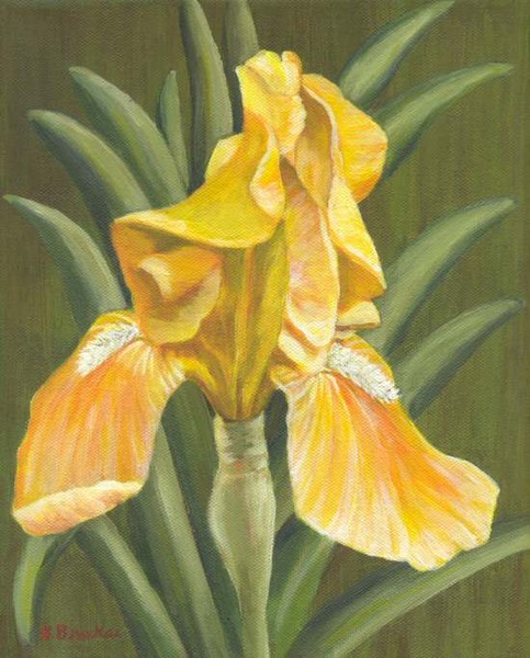 Yellow Iris