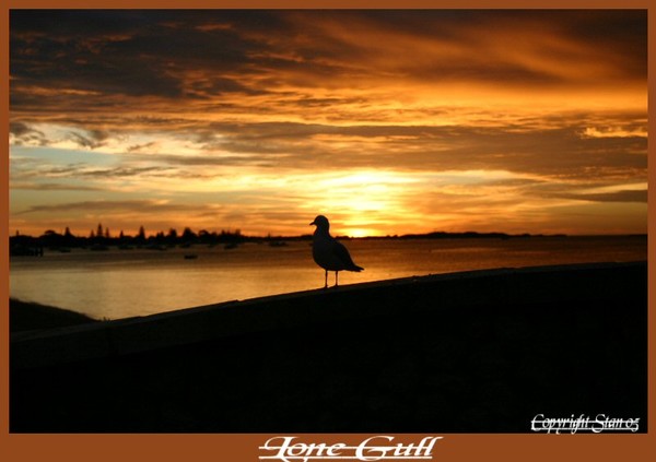 Lone Gull