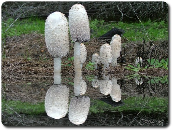 Play In Reflection No 3