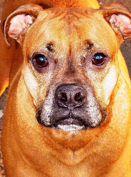 Man's Best Friend
