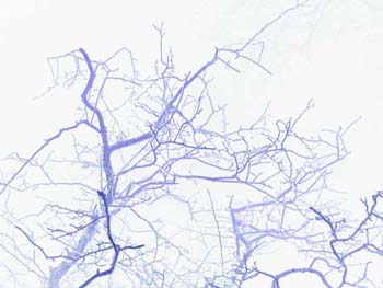 Nachtbomen 373b (Night-trees)