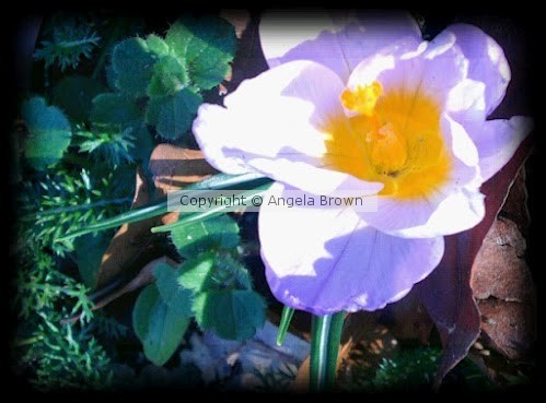 Spring Flower
