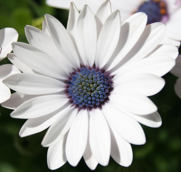 African Daisy 2