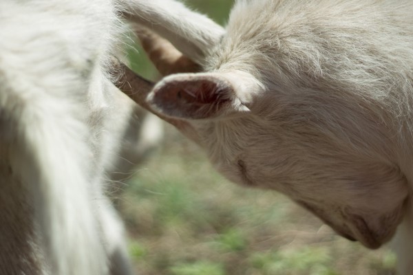 Darn Horns