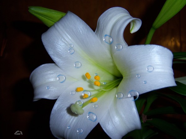 Easter Lily